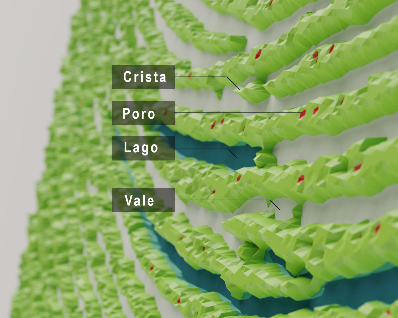label_image Uma imagem que indica sulcos, poros, lagos e vales em uma impressão digital.