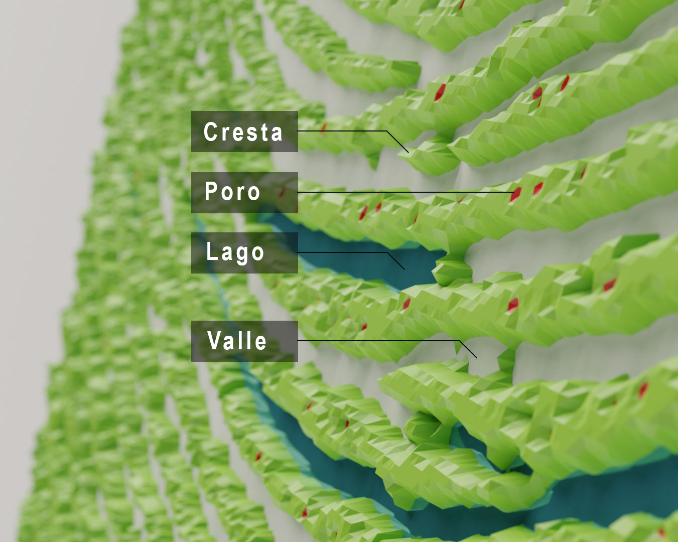 immagine_etichetta Un'immagine che evidenzia creste, pori, laghi e valli su un'impronta digitale.